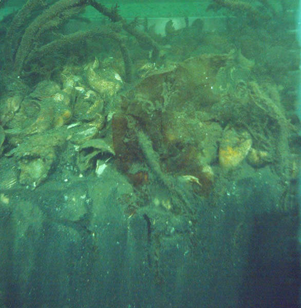Harbor bottom cross-section taken with sediment profile camera.