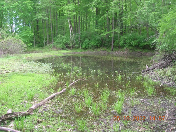 Restored Vernal pool in Floodplain Phase 4 Properties behind Brunswick Street. Spring 2012 Restored Vernal pool in Floodplain Phase 4 Properties behind Brunswick Street. Spring 2012