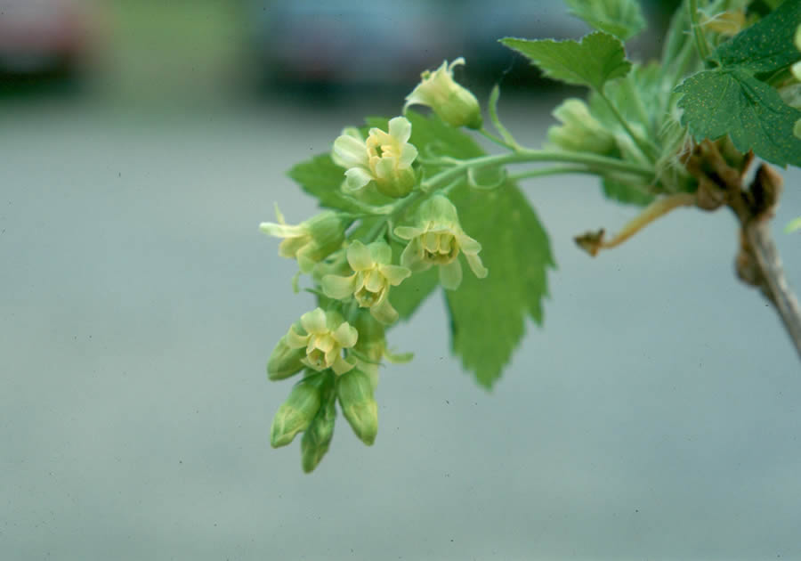 Ribes americanum (MA watch list - Wild Black Current)