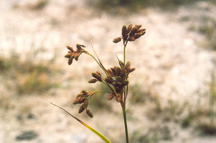 Scirpus pendulus (MA special concern - Pendulus Bulrush)