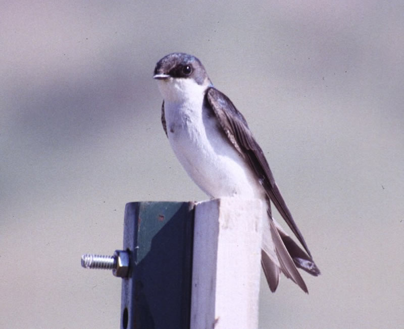 Tree Swallow (Tachycineta bicolor)