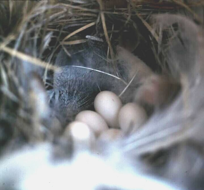 Tree swallow nest with eggs