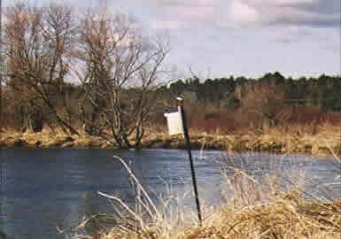 Tree swallow perched on a nest box on the Housatonic