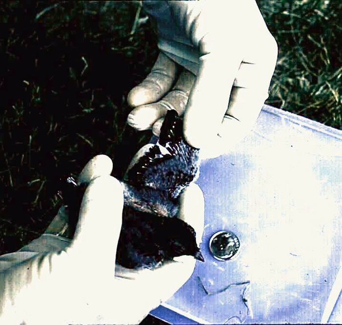Tree swallow nestling