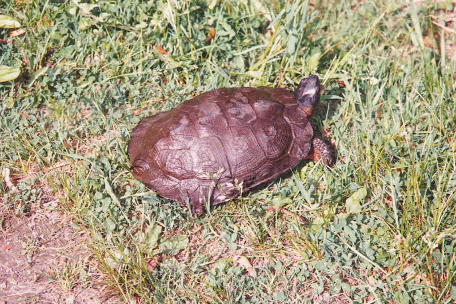 Wood turtle