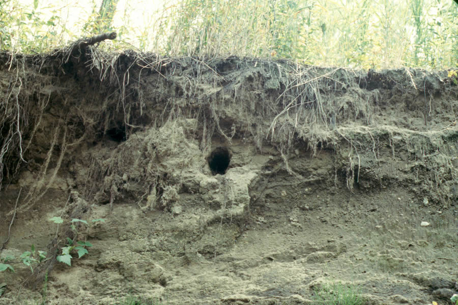 Kingfisher nest in river bank