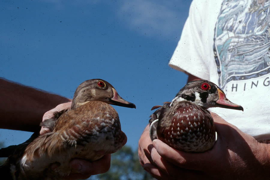 Wood ducks