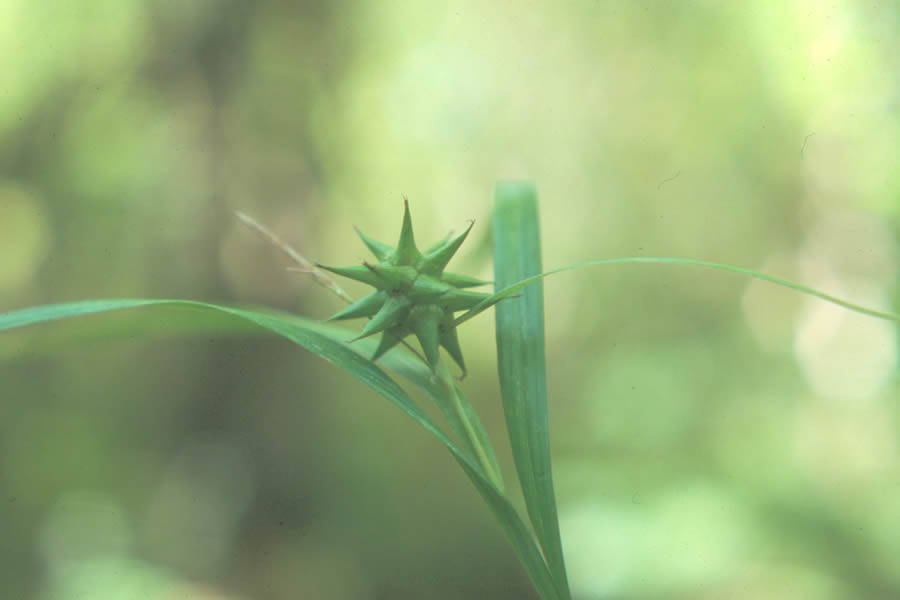 Carex grayi (MA threatened - Gray Sedge)