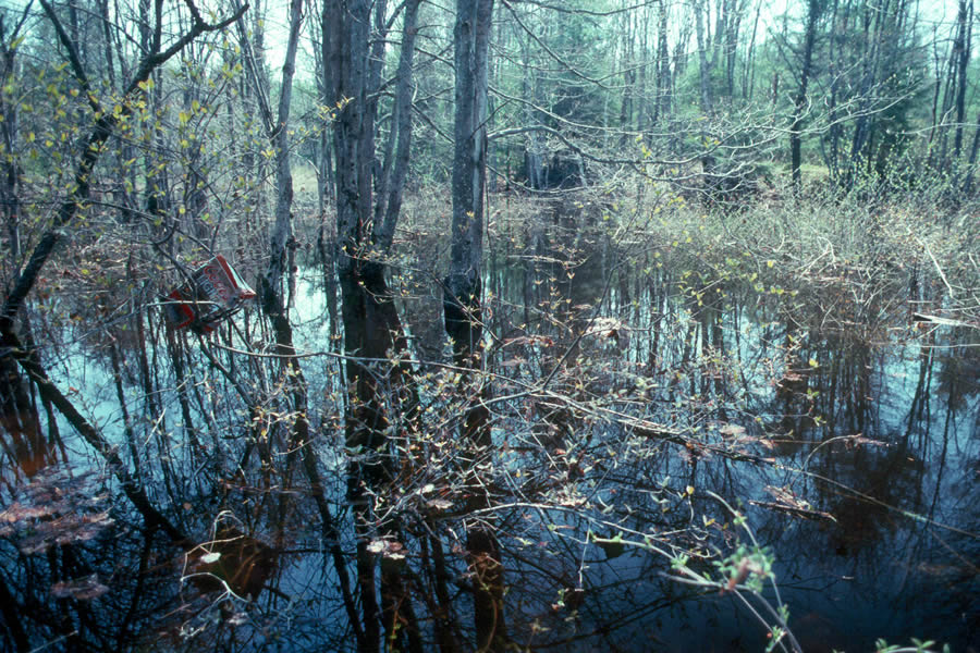 (Forested) Floodplain