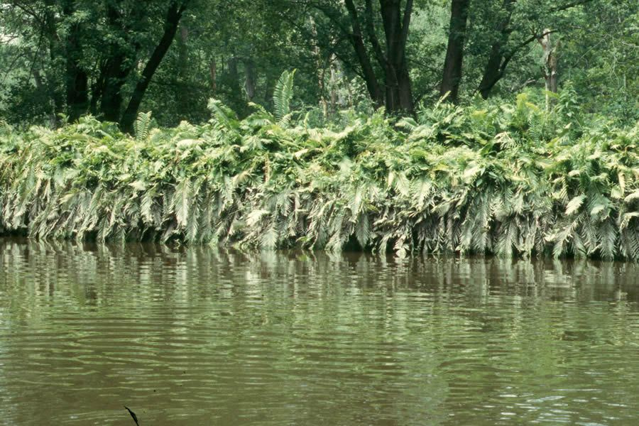 Silt on plants (Ostrich fern after a high water event)