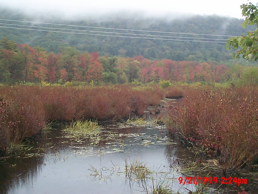 September 21, 1999 - Floodplain scrub/shrub habitat