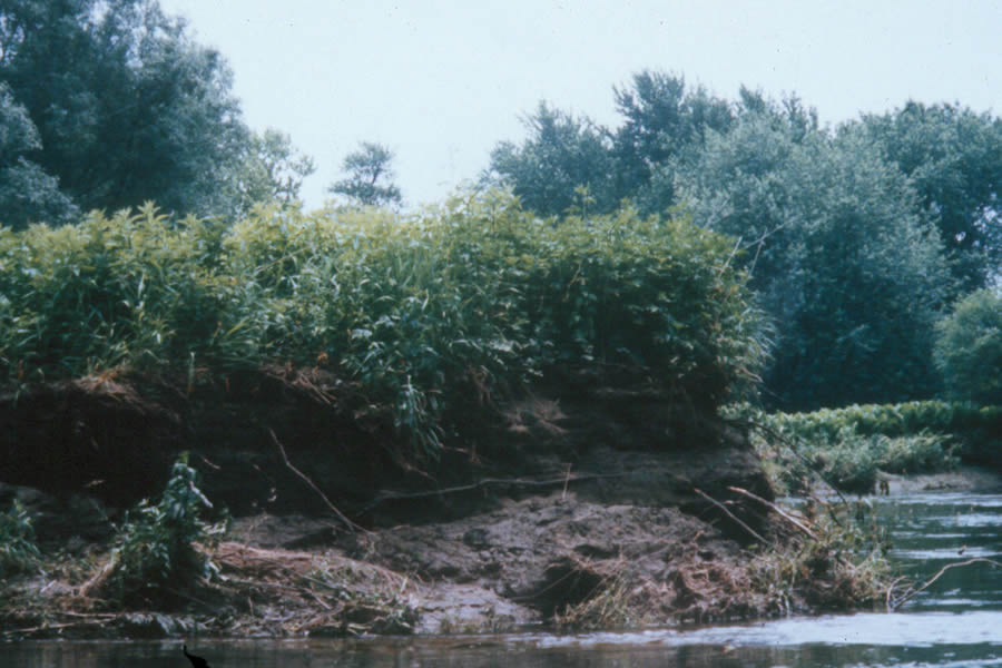 Bank erosion along the river