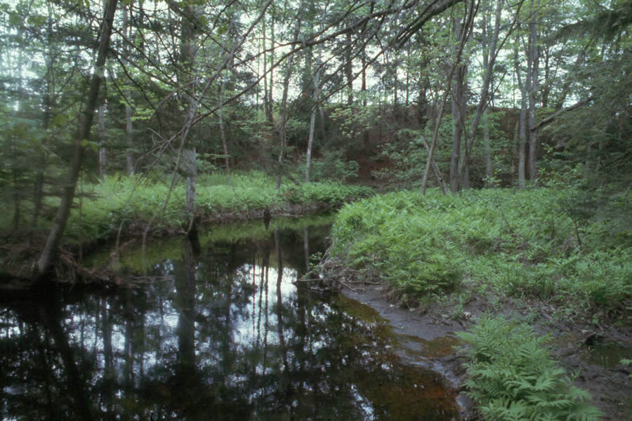 (Abandoned oxbow in the) Floodplain