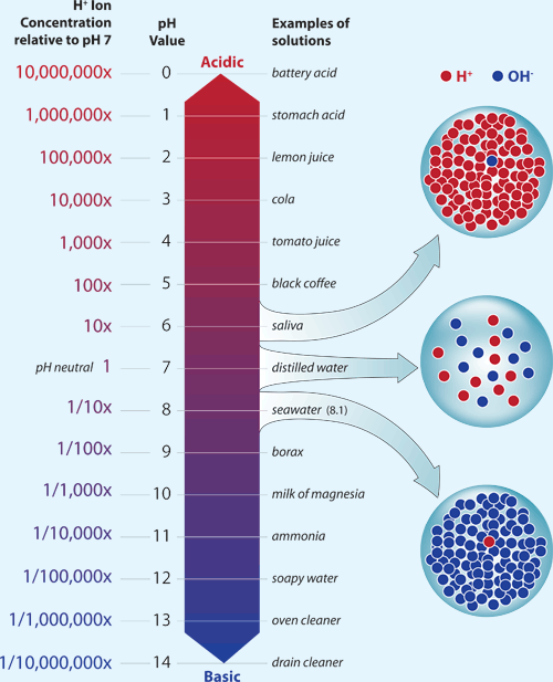 Illustrated pH scale, the hydrogen ion concentrations each pH value represents, examples of solutions at each pH, and a sketch of relative hydrogen ion or hydroxide concentrations under acidic, neutral, and basic conditions