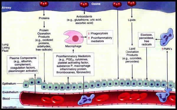 Ozone is highly reactive in the respiratory tract