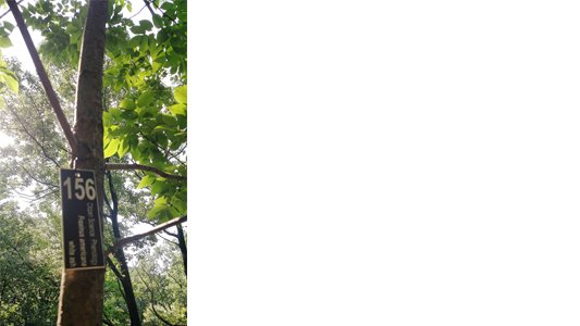 plant phenology walk in ny botanical garden 2