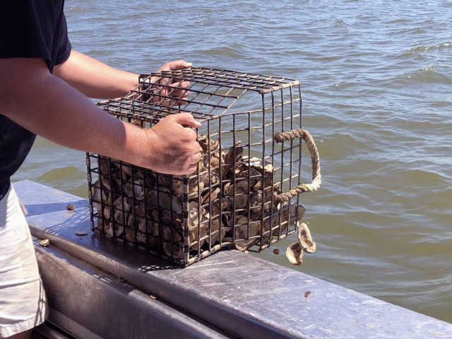 MGM Resorts&rsquo; Las Vegas properties, including Bellagio, collect oyster shells from restaurants to send to Maryland to help restore oyster beds in the Chesapeake Bay.