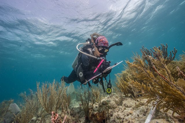 Cheryl in St. John, U.S. Virgin Islands, conducting a coral demographic survey in which coral species are identified and measured.