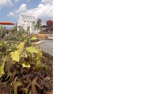 Eggplant growing on SWALE's floating food forest
