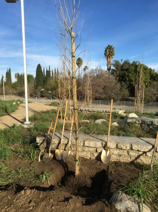 Tree in the ground -- Screen Actors Guild and American Forests Tree Planting