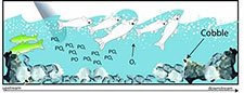 Figure 3-5b shows how the introduction of nutrients upstream that mix with the rocky river floor cause fish death.