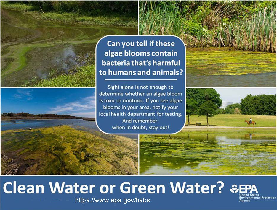 Graphic of four algae blooms entitled: "Clean Water or Green Water?". The graphic text says, "Can you tell if these algae blooms contain bacteria that's harmful to humans and animals? Sight alone is not enough to determine whether an algae bloom is toxic or nontoxic. If you see algae blooms in your area, notify your local health department for testing. And remember: when in doubt, stay out!"