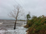 Picture of a tree growing in water due to shoreline erosion