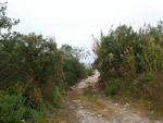 Picture of a trail leading to a wetland marsh