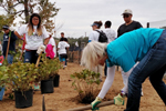 Volunteers Planting
