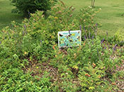 Gulf Ecosystem Measurement and Modeling Division 