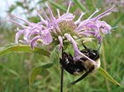 Great Lakes Toxicology and Ecology Division Laboratory
