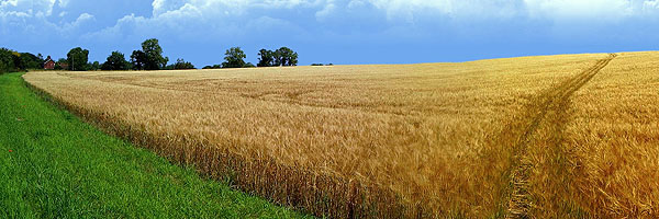 Iowa wheatfield Iowa wheatfield