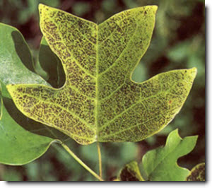 Ozone air pollution has reduced growth and damaged foliage of the tulip poplar Ozone air pollution has reduced growth and damaged foliage of the tulip poplar