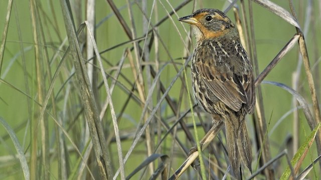a salt marsh sparrow