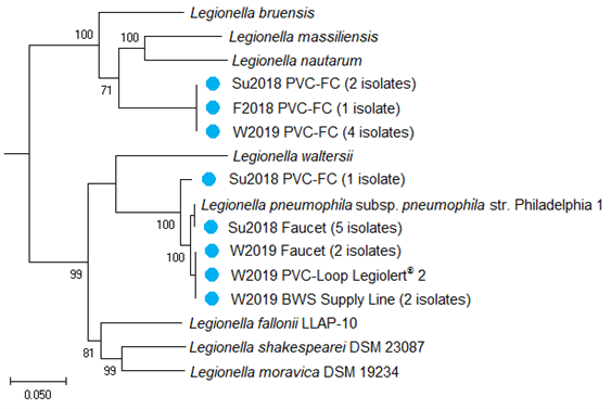 Phylogenetic tree illustrating isolate relatedness to reference genomes. Representative strains (blue dots) from various sampling locations and times were chosen for construction of this phylogenetic tree.