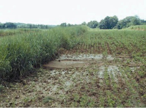 Figure 9. A vegetated barrier