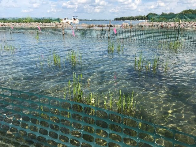 Grass Island plantings