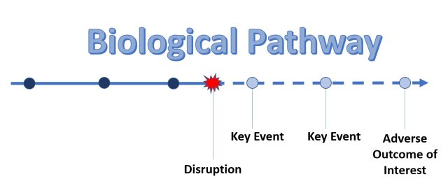 Biological pathway represented by arrow. There is a disruption point, after which the arrow is dashed to indicate a change in the future direction.