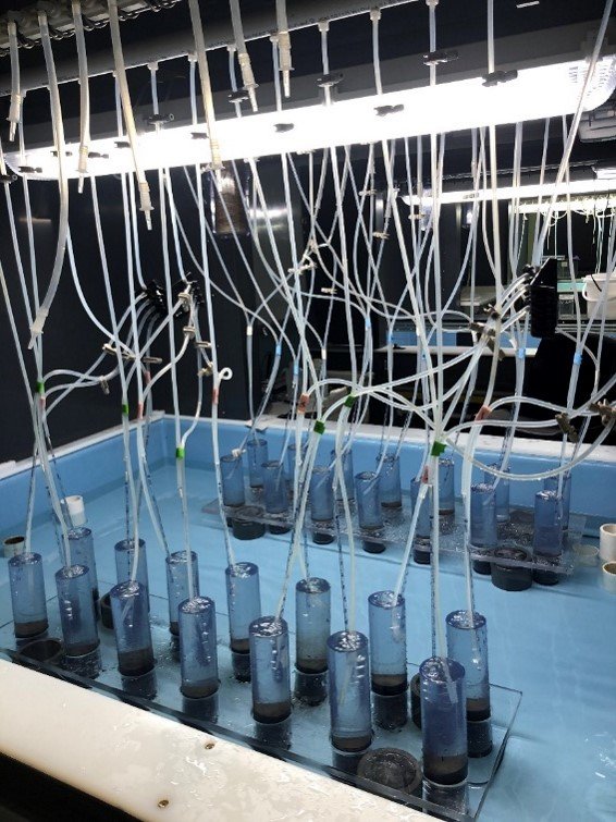 Experimental systems called &ldquo;mesocosms&rdquo; set up in the laboratory with continuously flowing seawater. These mesocosms are filled with microscopic communities of organisms collected from a local estuary. 