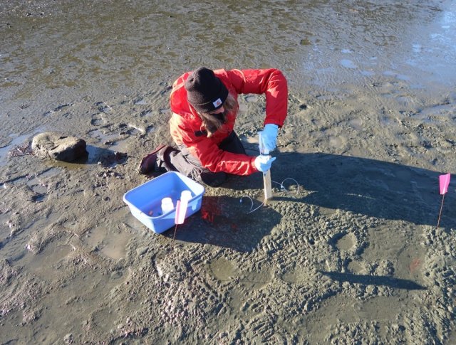 After the test plots are installed, the team sampled the porewater using rhizons. The porewater is analyzed for metals to quantify the effects of the added biochar. Here team member Madi Novak is applying suction to rhizons to extract sediment porewater