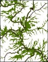 A Hydrologically Connected Zone raster. 