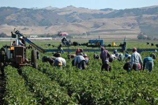 A group of workers labors in an agricultural field.