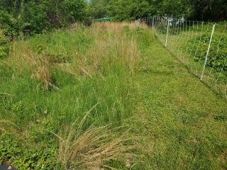 On the left is what the grass looks like before the goats arrived, and on the right is what the grass looks like after the goats come through.