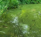 A lake with green water from a cyanobacterial bloom